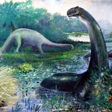 mokele-mbembe: the congo's loch ness monster illustration of brontosaurus in the water, and diplodocus on land